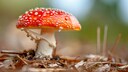 Fliegenpilz