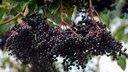 Wildobst: Beeren von Schwarzem Holunder