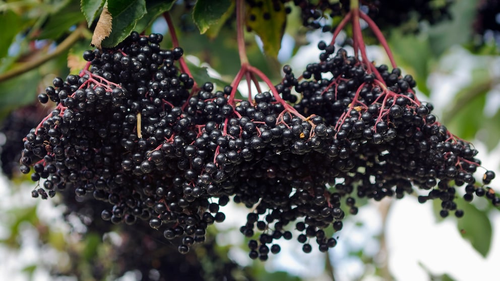 Wildobst: Beeren von Schwarzem Holunder