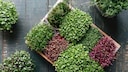 Indoor Gardening mit dem richtigen Pflanzsystem