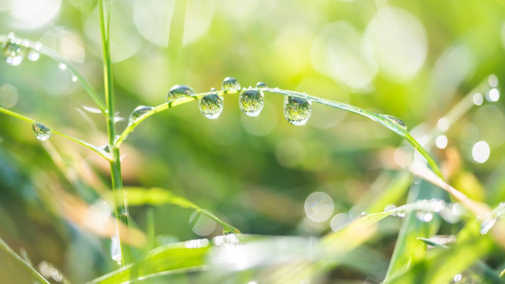 Einen Regengarten anlegen