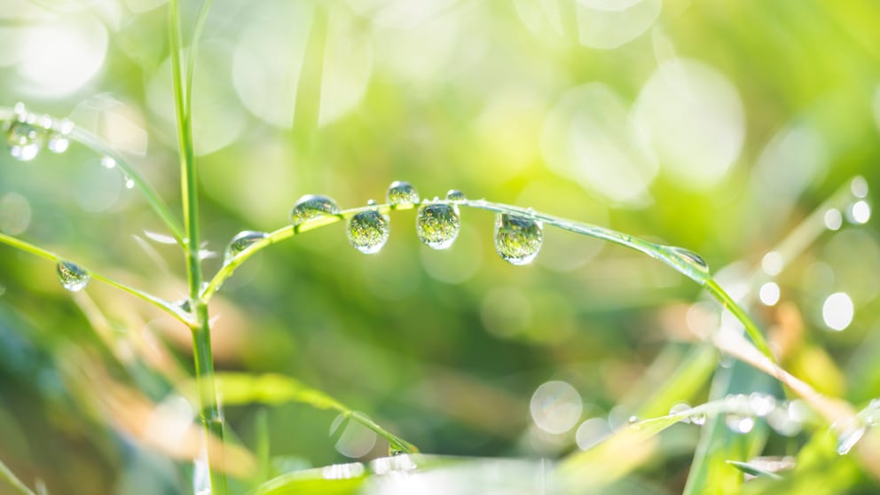 Einen Regengarten anlegen