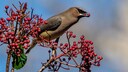 Von den Früchten der verblühten Pflanzen ernähren sich Vögel im Winter