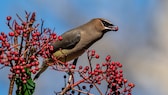 Von den Früchten der verblühten Pflanzen ernähren sich Vögel im Winter