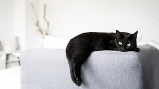 Nicht nur für ein Nickerchen ist ein Sofa gut. Die Krallen testet die ein oder andere Katze auch gerne mal an dem Stoff aus