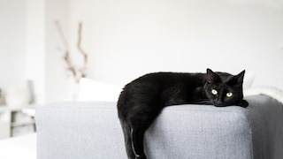 Nicht nur für ein Nickerchen ist ein Sofa gut. Die Krallen testet die ein oder andere Katze auch gerne mal an dem Stoff aus