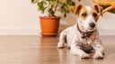 Jack Russell, der auf dem Wohnzimmerboden liegt