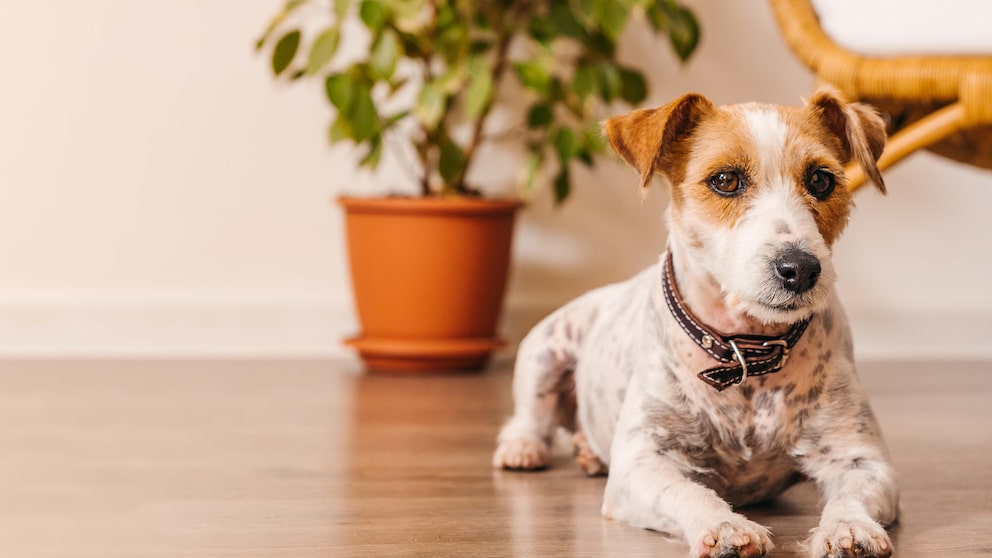 Jack Russell, der auf dem Wohnzimmerboden liegt