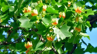 Tulpenbaum richtig pflanzen, pflegen und vermehren