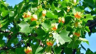 Tulpenbaum richtig pflanzen, pflegen und vermehren