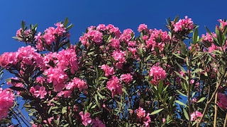 Oleander eignet sich wunderbar, um im Garten, auf der Terrasse oder Balkon farbliche Akzente zu setzen