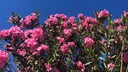 Oleander eignet sich wunderbar, um im Garten, auf der Terrasse oder Balkon farbliche Akzente zu setzen