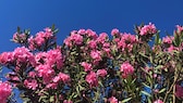 Oleander eignet sich wunderbar, um im Garten, auf der Terrasse oder Balkon farbliche Akzente zu setzen