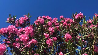 Oleander eignet sich wunderbar, um im Garten, auf der Terrasse oder Balkon farbliche Akzente zu setzen