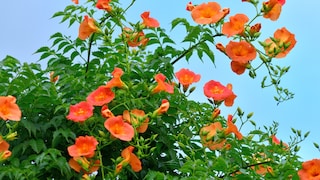 Trompetenwinde: Trompetenwinde mit vielen, roten Blüten