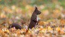 Eichhörnchen im Laub