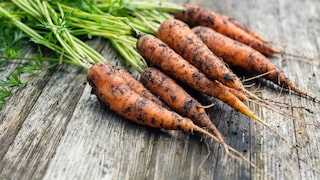 Möhren im Garten pflanzen