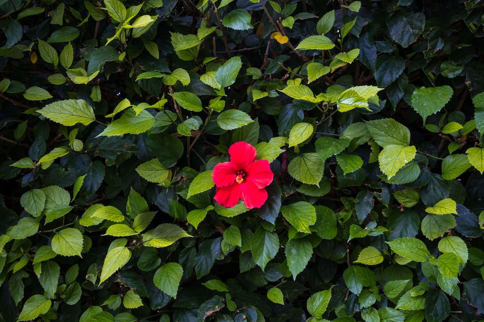 Hibiskus macht auch als Hecke eine gute Figur