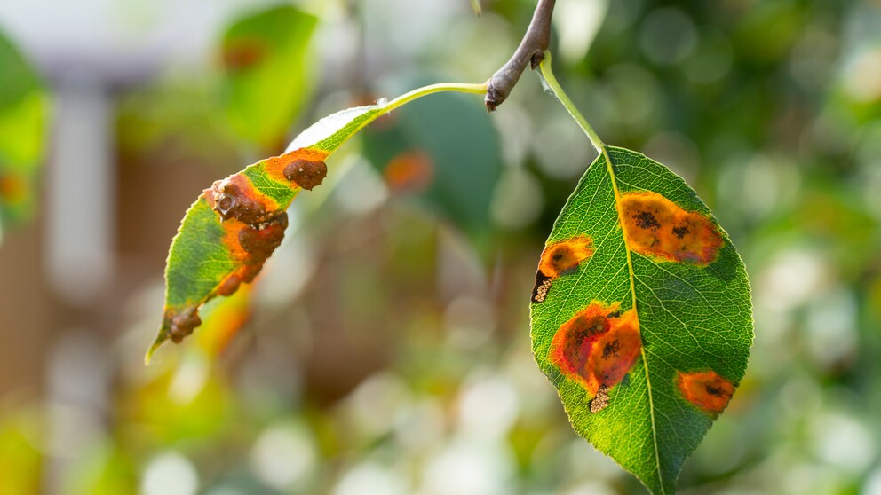 Birnengitterrost: orangene und rote Flecken auf den Blättern eines Birnbaumes