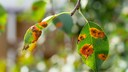 Birnengitterrost: orangene und rote Flecken auf den Bl&auml;ttern eines Birnbaumes