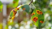 Birnengitterrost: orangene und rote Flecken auf den Blättern eines Birnbaumes