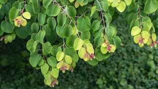 Lebkuchenbaum im Garten pflanzen und pflegen