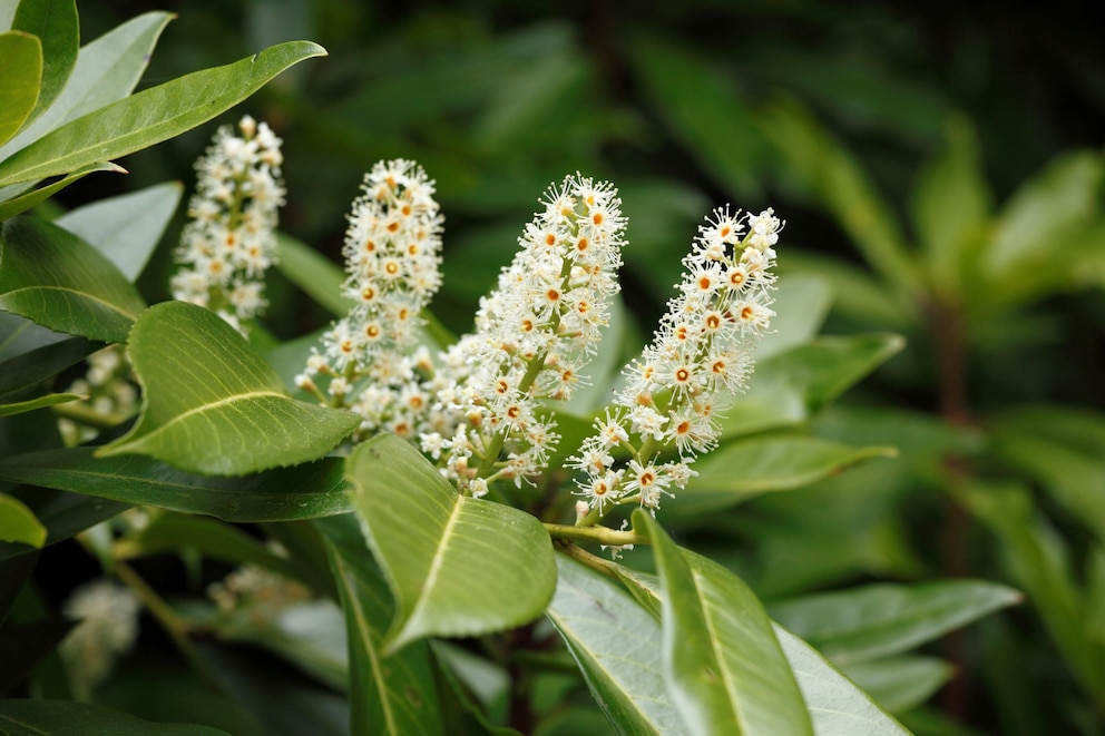 Eine Hecke aus Kirschlorbeer findet sich in vielen Gärten. Allerdings ist das Gewächs giftig.