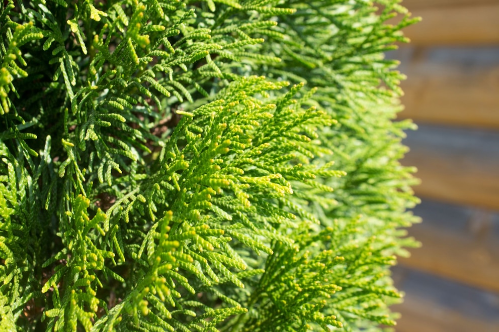 Die richtigen Heckenarten für jeden Garten finden