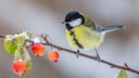Sträucher Vögel: Blaumeise sitzt auf winterlichem Strauch
