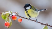 Sträucher Vögel: Blaumeise sitzt auf winterlichem Strauch