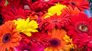 Gerbera