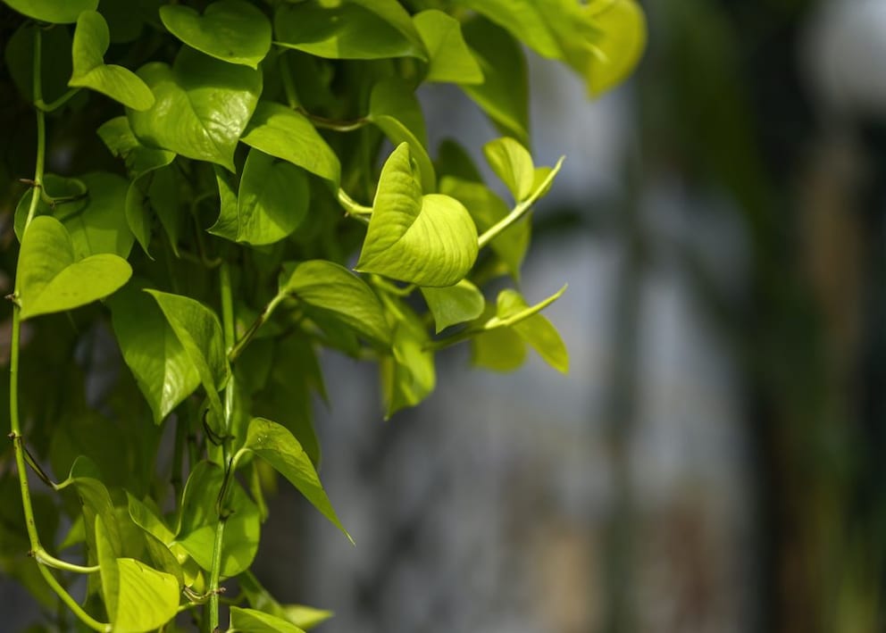 Pothos is particularly popular for its heart-shaped and sometimes variegated leaves