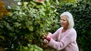 Frau schneidet im Garten