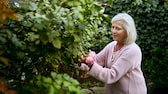 Frau schneidet im Garten