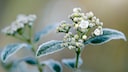 Viburnum Tinus