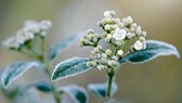 Viburnum Tinus