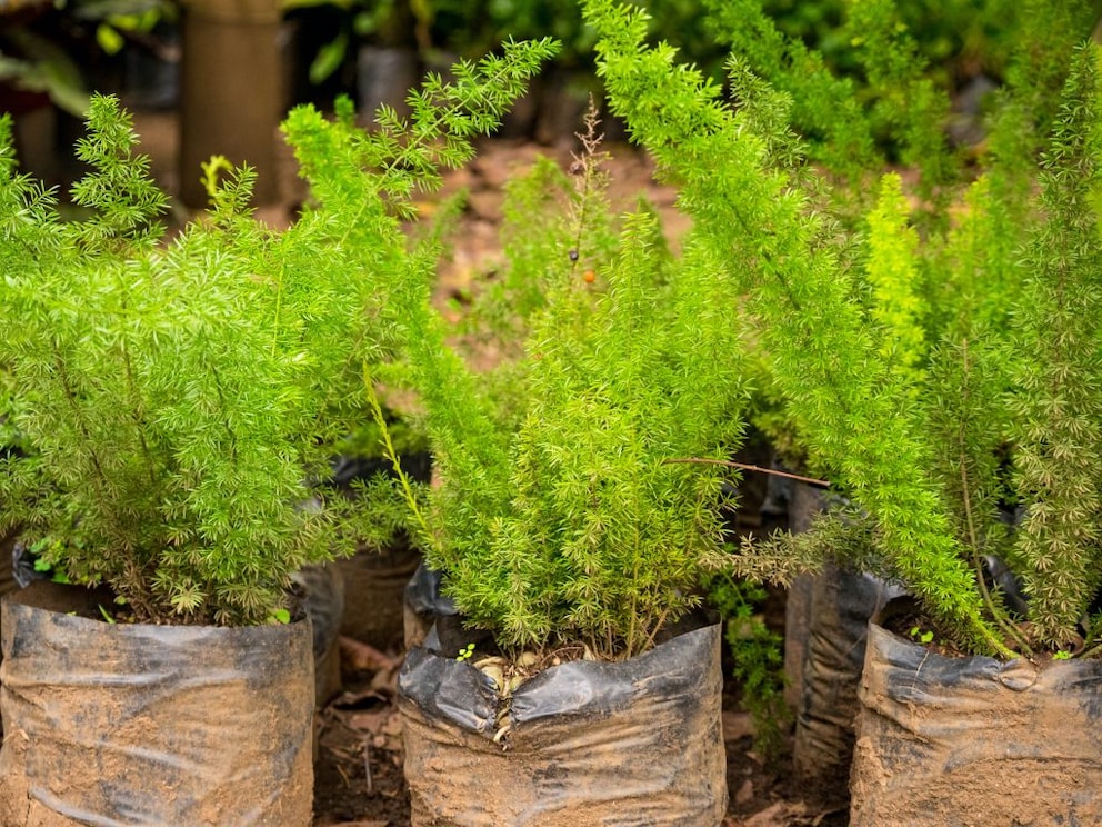 Asparagus fern is toxic and should be kept out of reach of children and pets