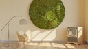 Moosbild an der Wand, Moosbilder, Mooswand