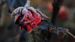Rosen überwintern