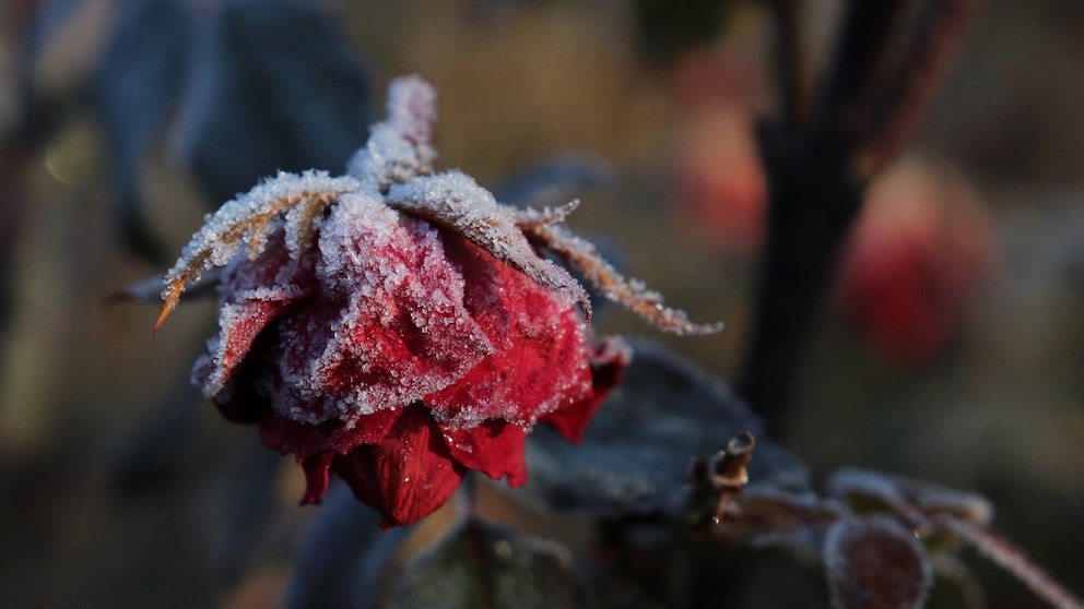 Rosen überwintern