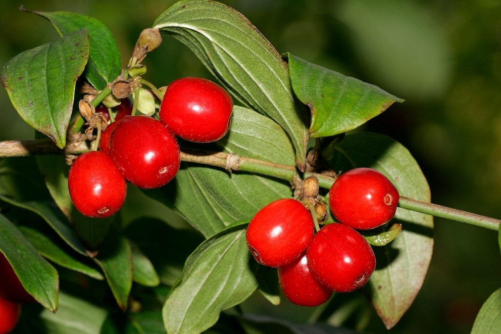 Sträucher: Kornelkirsche mit roten Beeren