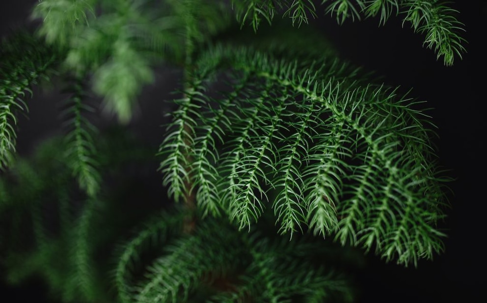 Norfolk Island Pine does not tolerate direct sunlight