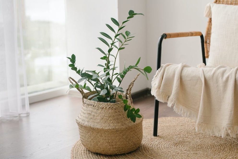Whether in the living room or the basement: The ZZ Plant enhances any room effortlessly