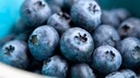 Heidelbeere: Blaubeeren in Großaufnahme