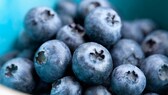 Heidelbeere: Blaubeeren in Großaufnahme