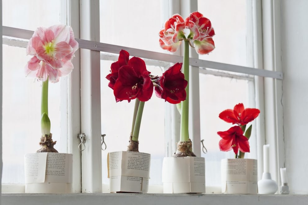 Properly caring for Amaryllis