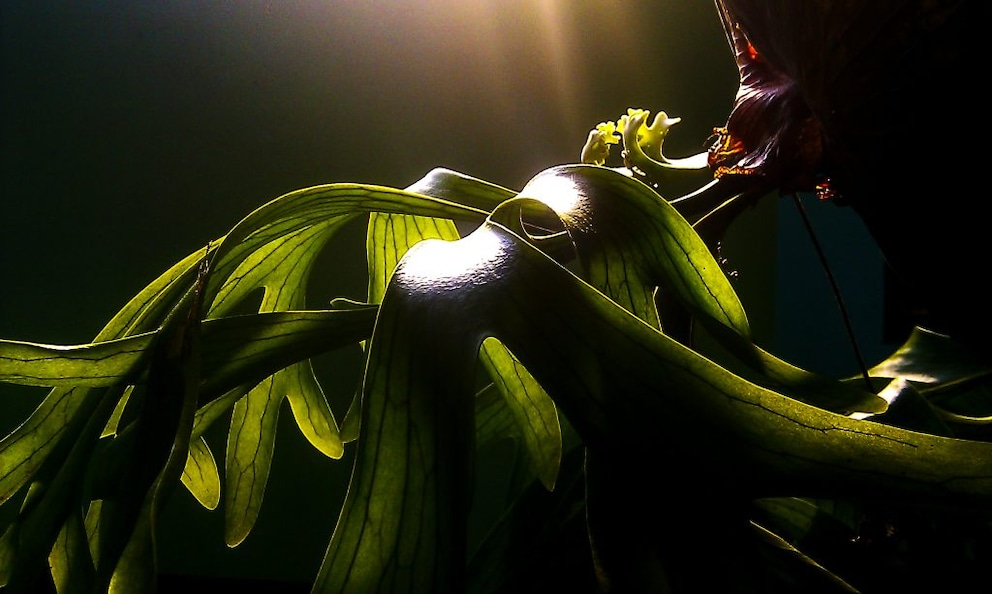 The staghorn fern, as the name suggests, has leaves that resemble a deer's antlers. The leathery foliage can grow up to 80 centimeters long