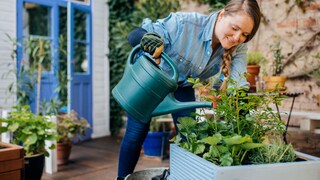 Frau gießt mit einer grünen Gießkanne ein Hochbeet auf dem Balkon