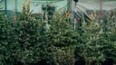 Weihnachtsbaum ausleihen