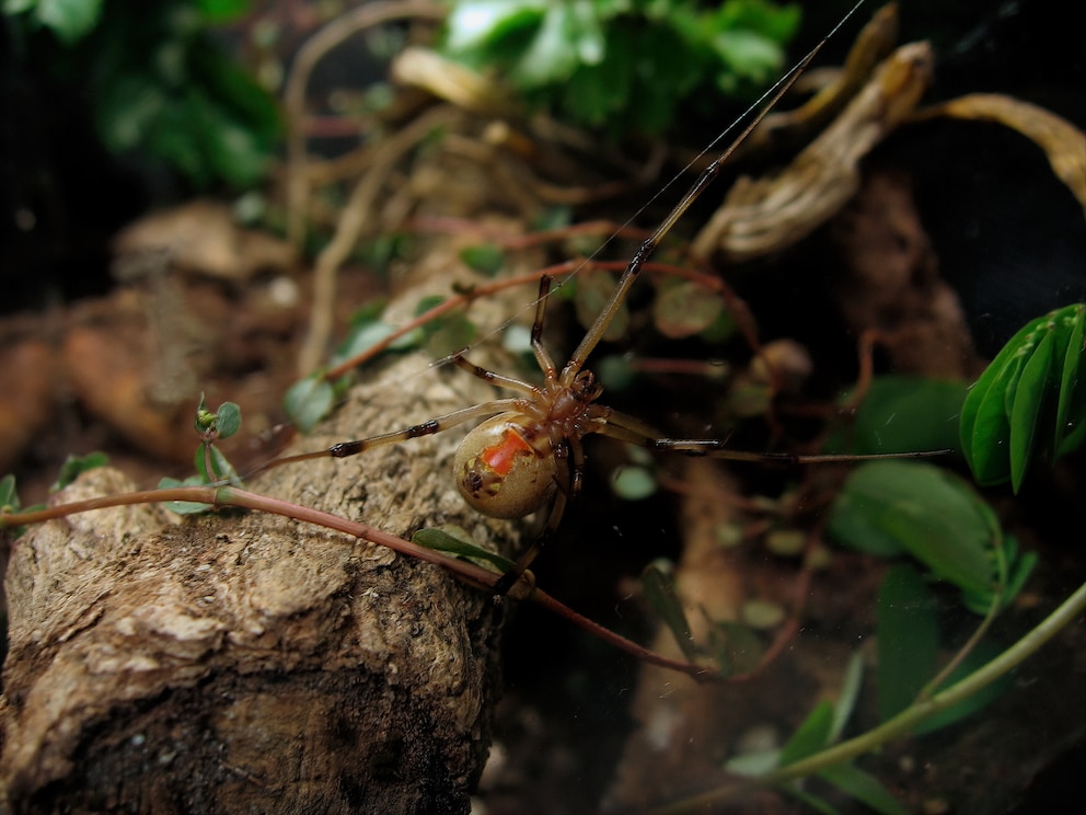 Duftstoffe Spinne: Braune Witwe